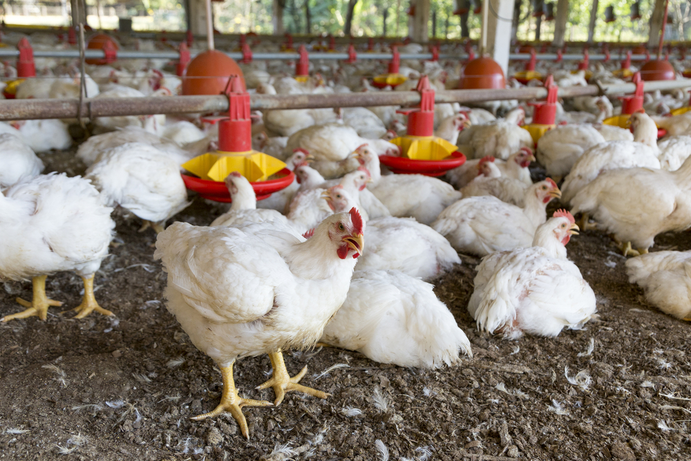 Fazenda Esperança - Frangos de corte saudáveis em aviário moderno